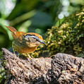Rusty-capped Fulvetta (Alcippe dubia)