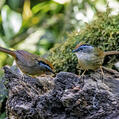 Rusty-capped Fulvetta (Alcippe dubia)