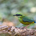 Bar-bellied Pitta (Hydrornis elliotii)