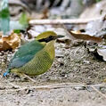 Bar-bellied Pitta (Hydrornis elliotii)