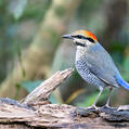 Blue Pitta (Hydrornis cyaneus)