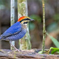 Blue Pitta (Hydrornis cyaneus)
