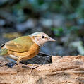 Blue-rumped Pitta (Hydrornis soror)