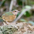 Blue-rumped Pitta (Hydrornis soror)