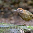Rusty-naped Pitta (Hydrornis oatesi)