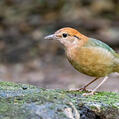 Rusty-naped Pitta (Hydrornis oatesi)