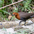 Slaty-legged Crake (Rallina eurizonoides)