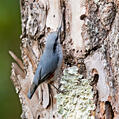 Chestnut-vented Nuthatch (Sitta nagaensis)