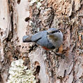 Chestnut-vented Nuthatch (Sitta nagaensis)