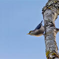 Yellow-billed Nuthatch (Sitta solangiae)