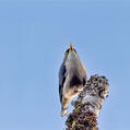 Yellow-billed Nuthatch (Sitta solangiae)