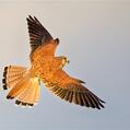 Nankeen Kestrel (Falco cenchroides)