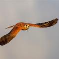 Nankeen Kestrel (Falco cenchroides)