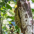 Sunda Flying Lemur (Galeopterus variegatus)