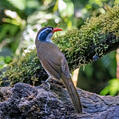 Brown-crowned Scimitar Babbler (Pomatorhinus phayrei)