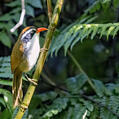 Brown-crowned Scimitar Babbler (Pomatorhinus phayrei)