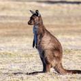 Western Gray Kangaroo (Macropus fuliginosus)