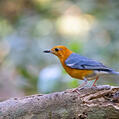 Orange-headed Thrush (Geokichla citrina)