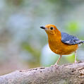 Orange-headed Thrush (Geokichla citrina)