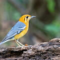 Orange-headed Thrush (Geokichla citrina)