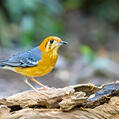 Orange-headed Thrush (Geokichla citrina)