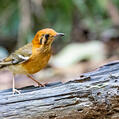 Orange-headed Thrush (Geokichla citrina)