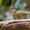 Siberian Thrush (Geokichla sibirica)