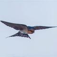 Welcome Swallow (Hirundo neoxena)