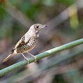 White-throated Rock Thrush (Monticola gularis)