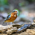 White-throated Rock Thrush (Monticola gularis)