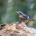 White-throated Rock Thrush (Monticola gularis)