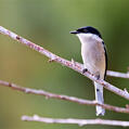 Bar-winged Flycatcher-shrike (Hemipus picatus)