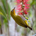 Oriental White-eye (Zosterops palpebrosus)