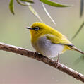 Oriental White-eye (Zosterops palpebrosus)