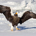 Steller's Sea Eagle (Haliaeetus pelagicus)