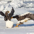Steller's Sea Eagle (Haliaeetus pelagicus)