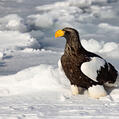 Steller's Sea Eagle (Haliaeetus pelagicus)