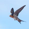Welcome Swallow (Hirundo neoxena)
