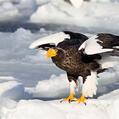 Steller's Sea Eagle (Haliaeetus pelagicus)