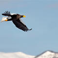 Steller's Sea Eagle (Haliaeetus pelagicus)
