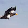 Steller's Sea Eagle (Haliaeetus pelagicus)