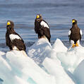 Steller's Sea Eagle (Haliaeetus pelagicus)