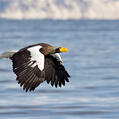 Steller's Sea Eagle (Haliaeetus pelagicus)