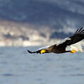 Steller's Sea Eagle (Haliaeetus pelagicus)
