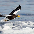 Steller's Sea Eagle (Haliaeetus pelagicus)