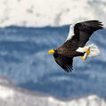 Steller's Sea Eagle (Haliaeetus pelagicus)