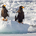Steller's Sea Eagle (Haliaeetus pelagicus)