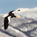Steller's Sea Eagle (Haliaeetus pelagicus)