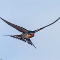 Welcome Swallow (Hirundo neoxena)
