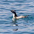 Japanese Murrelet (Synthliboramphus wumizusume)